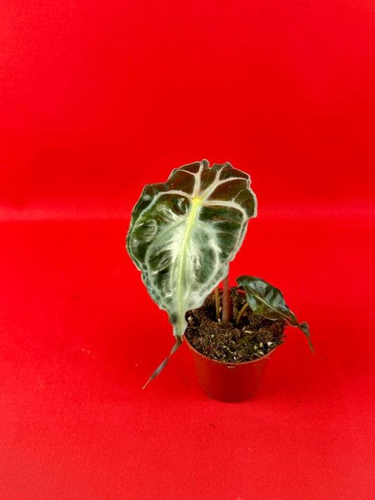 Alocasia Venom