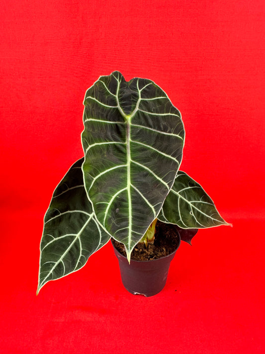 Alocasia Watsoniana
