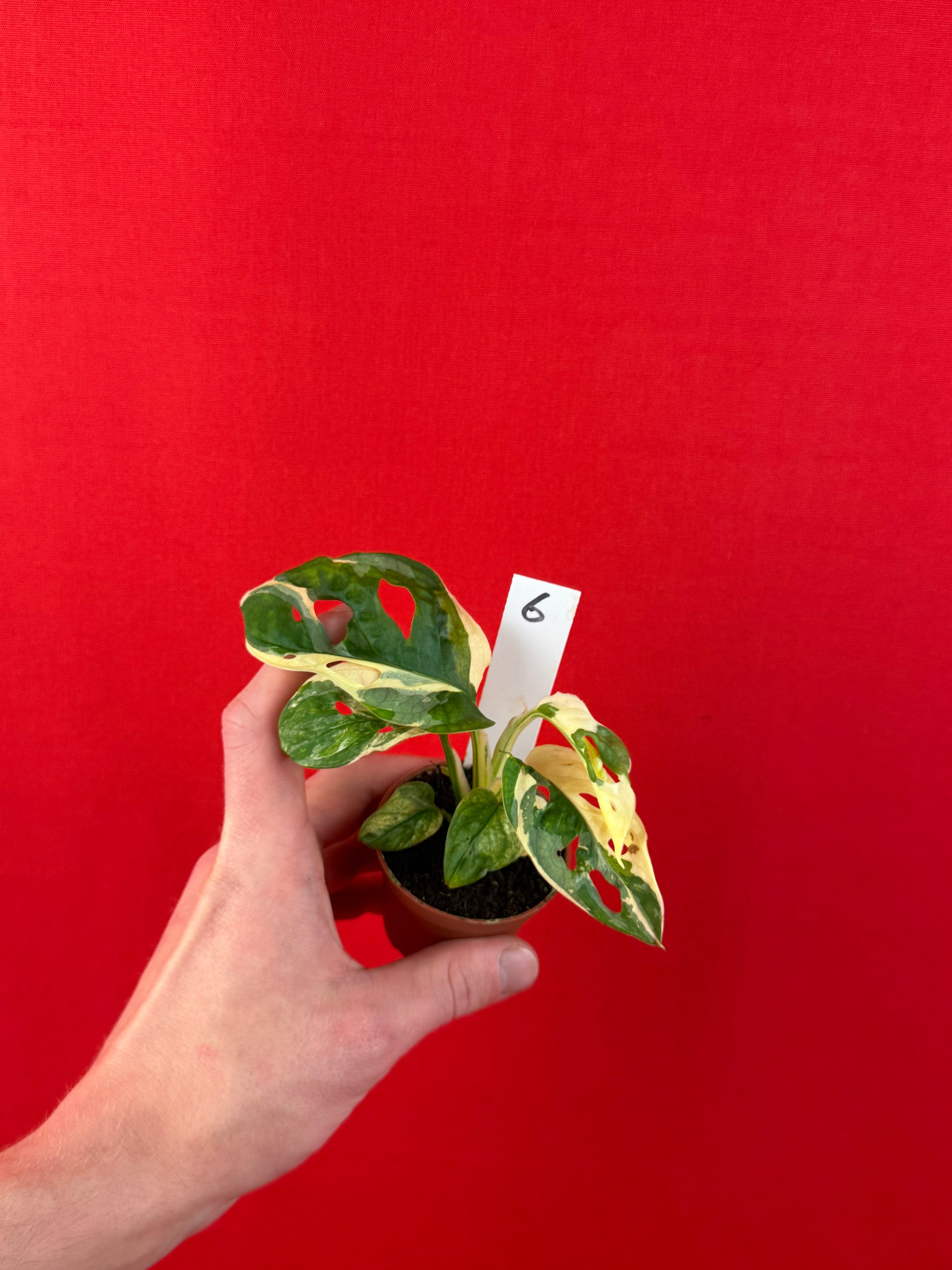 Monstera Adansonii Variegata (s) - LUplnts