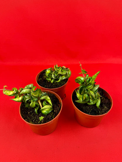 Hoya Carnosa ‘Compacta Mauna Loa‘