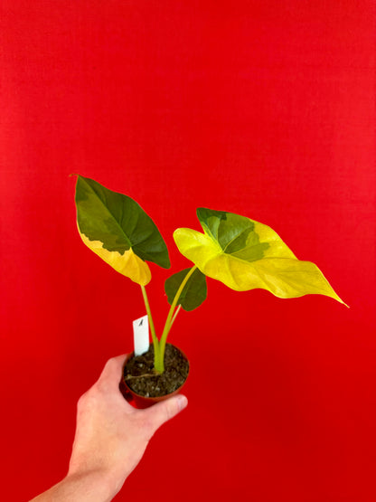 Alocasia gageana ‘Aurea’