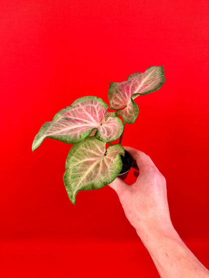 Caladium-Bündel (s)