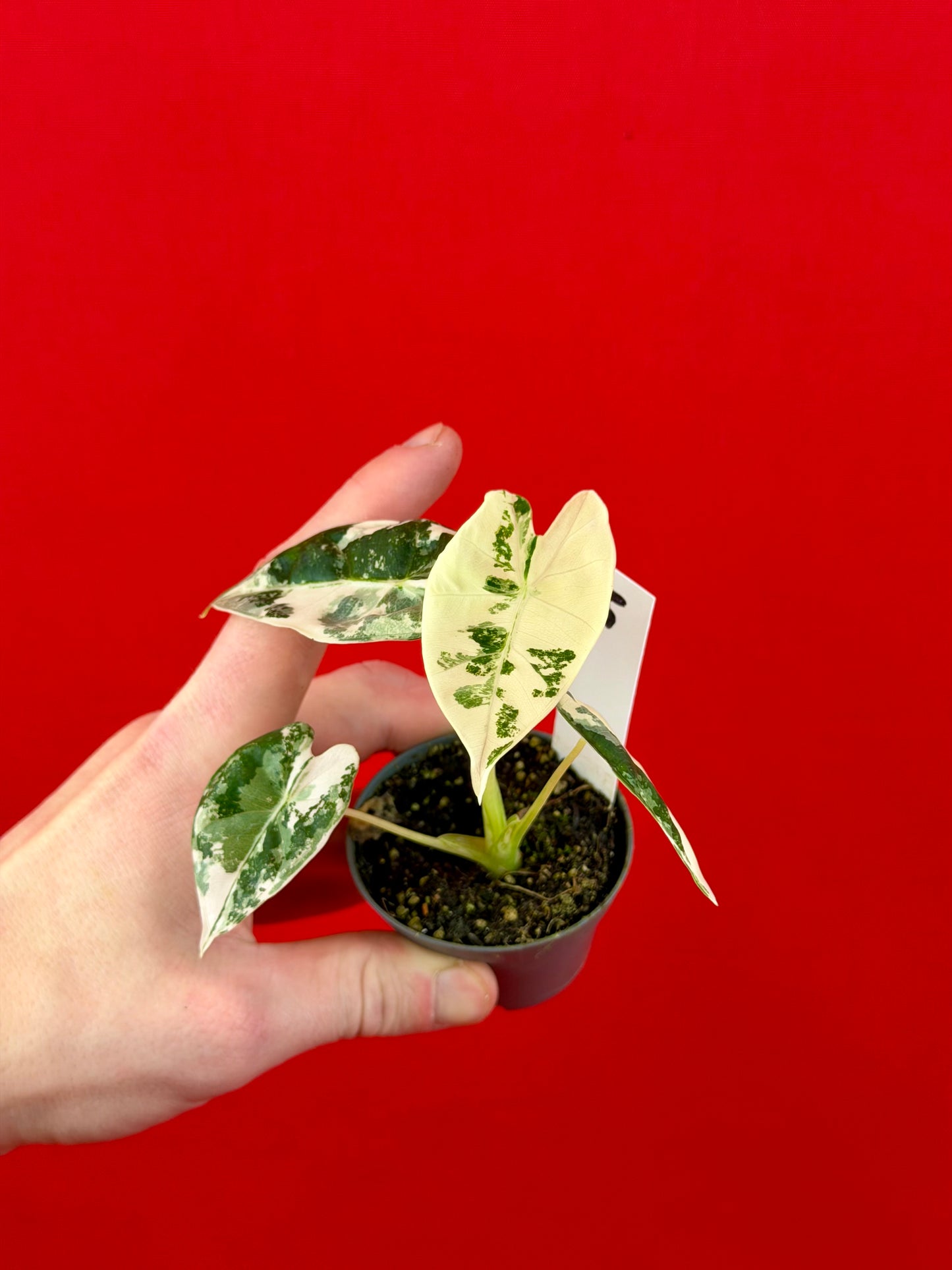 Alocasia micholitziana 'Frydek Variegata' (s)