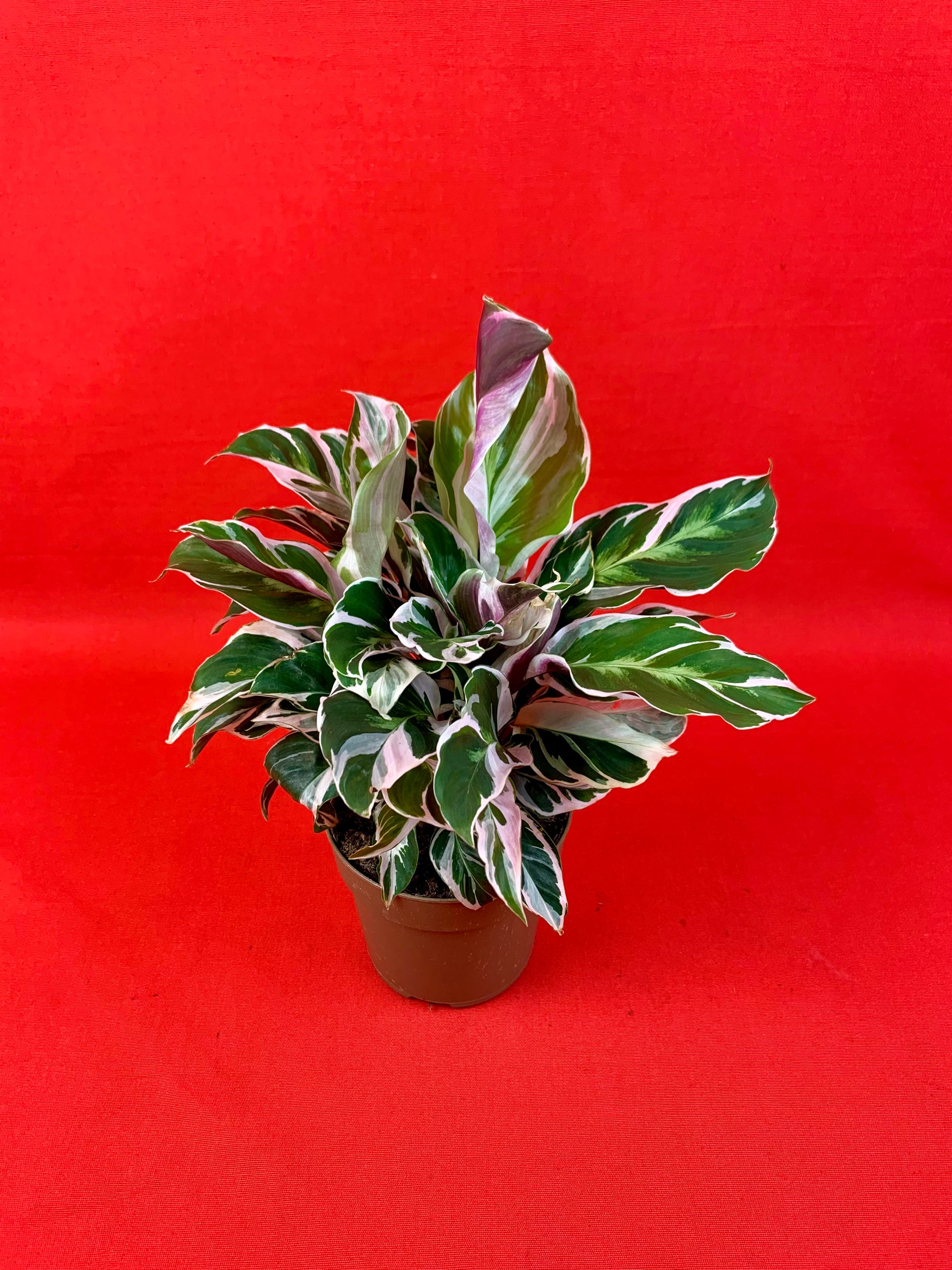 Calathea White Miracle - LUplnts