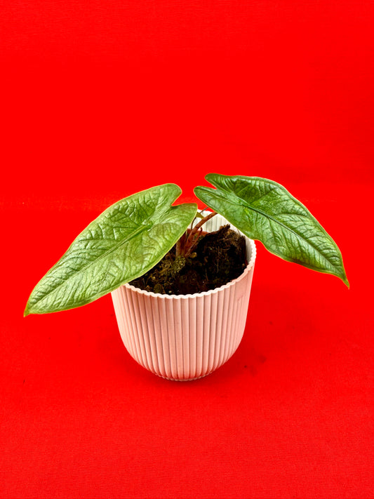 Alocasia sulawesi Green Carpet - LUplnts