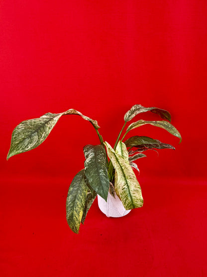 Raphidophora puberula Variegata