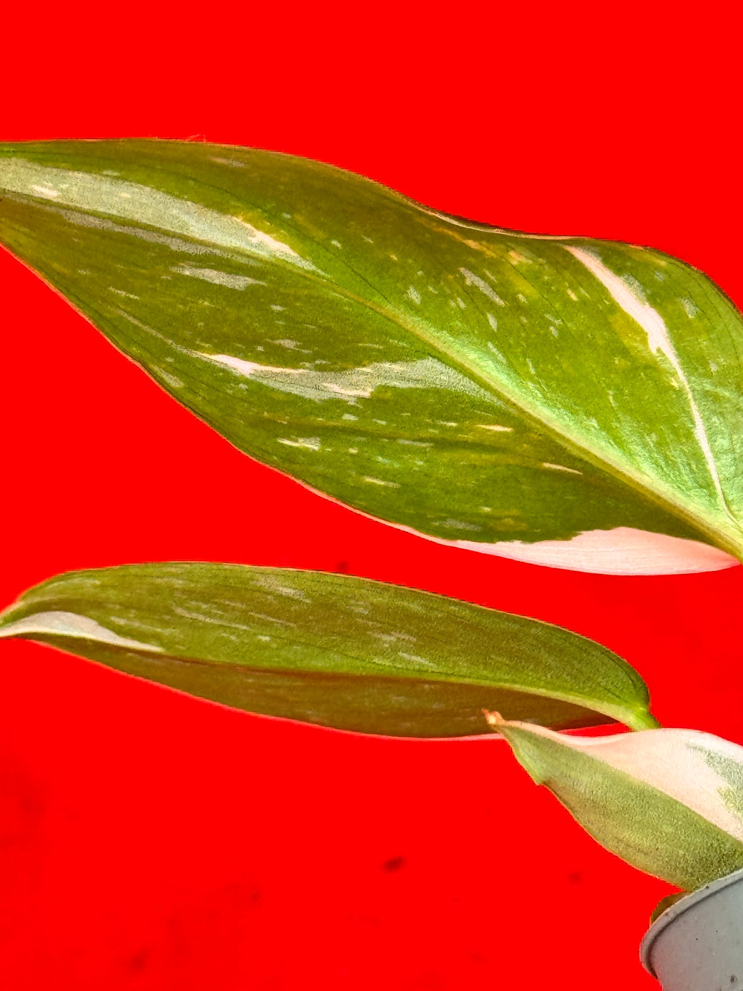 Philodendron 'White Wizard' (s)