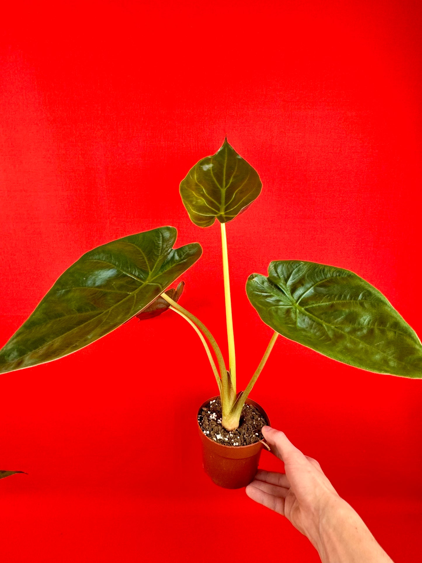 Alocasia wentii