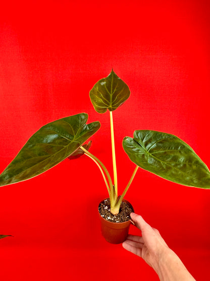 Alocasia wentii