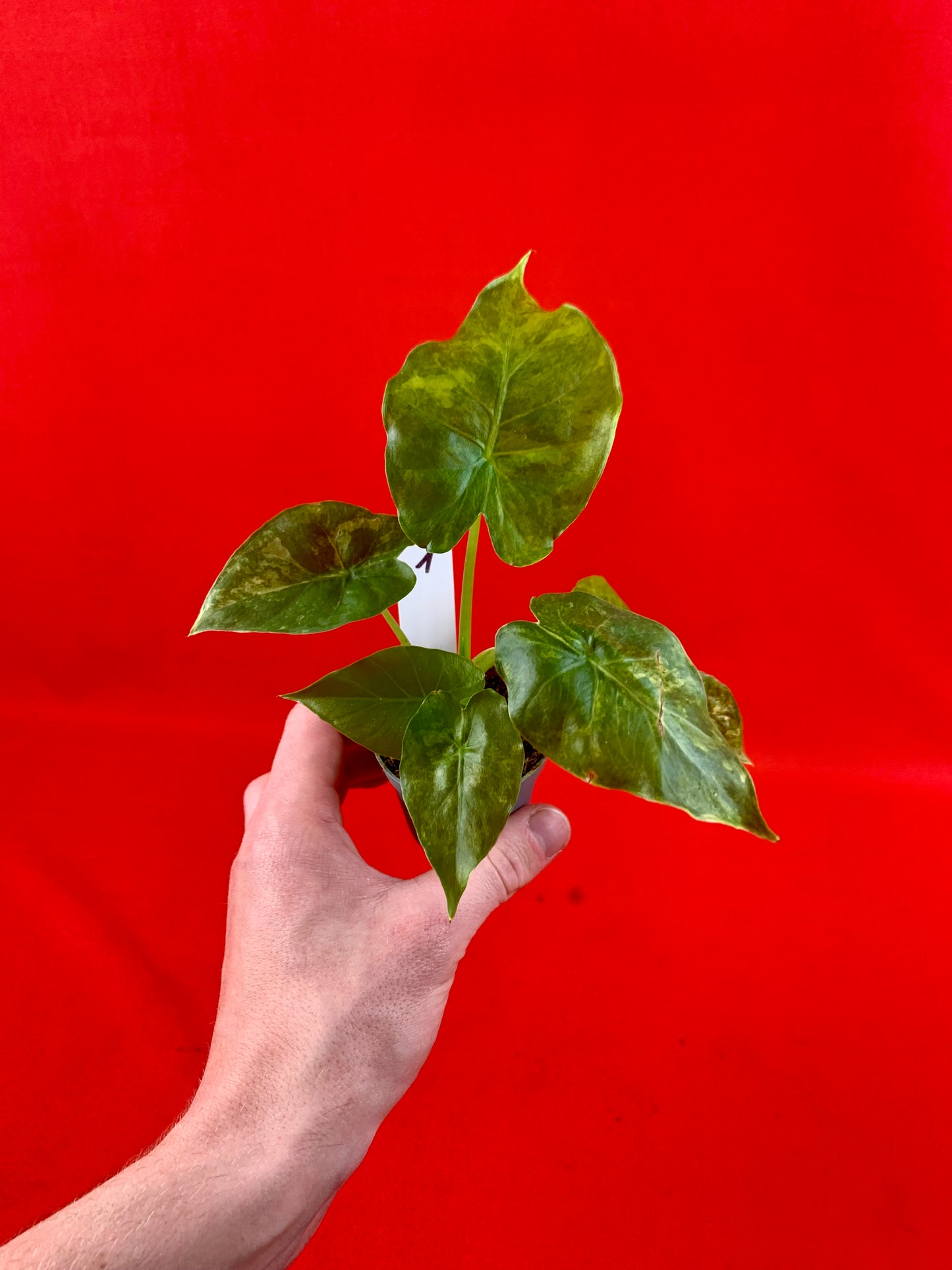 Alocasia macrorrhizos Aurea Variegata (s) - LUplnts