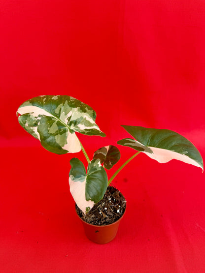 Alocasia Macrorrhiza Variegata - LUplnts