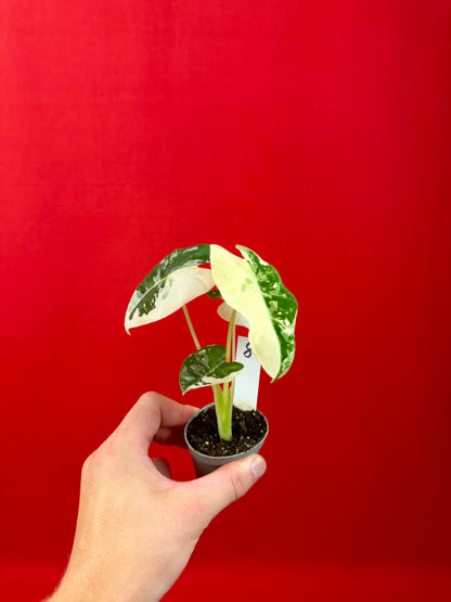 Alocasia micholitziana 'Frydek Variegata' (s)