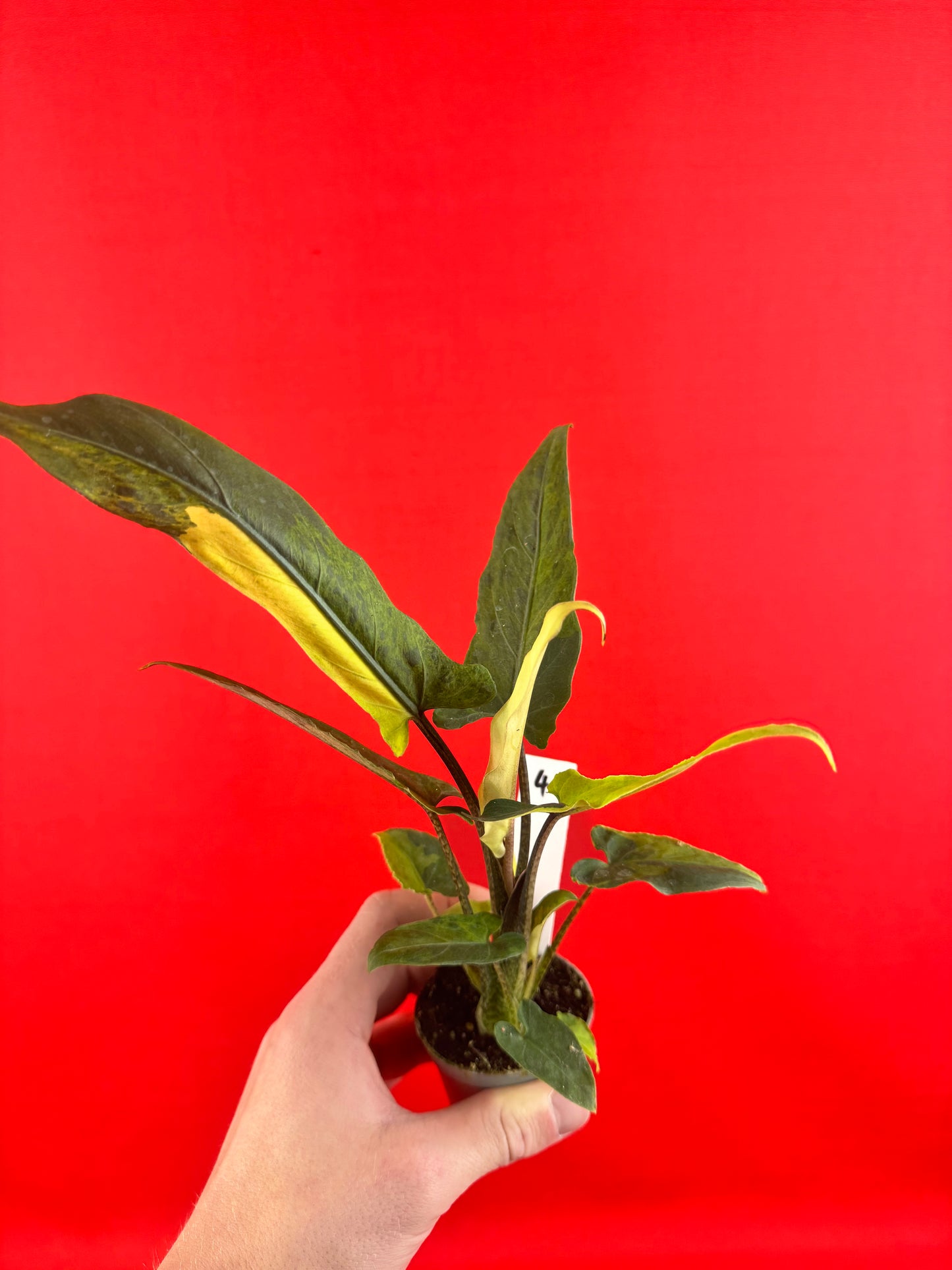 Alocasia lauterbachiana 'Variegata' (s)