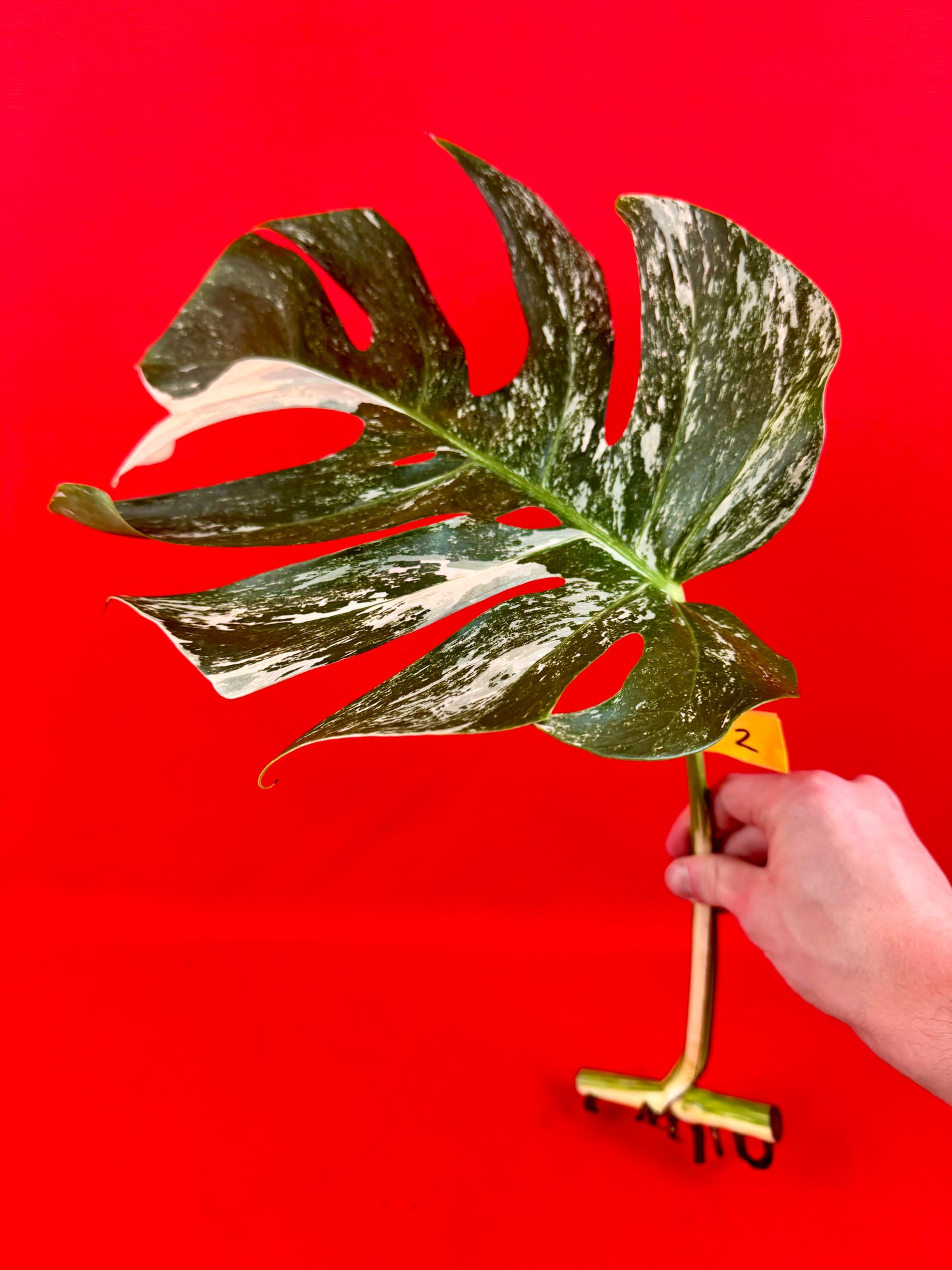 Monstera Deliciosa Variegata (cutting)