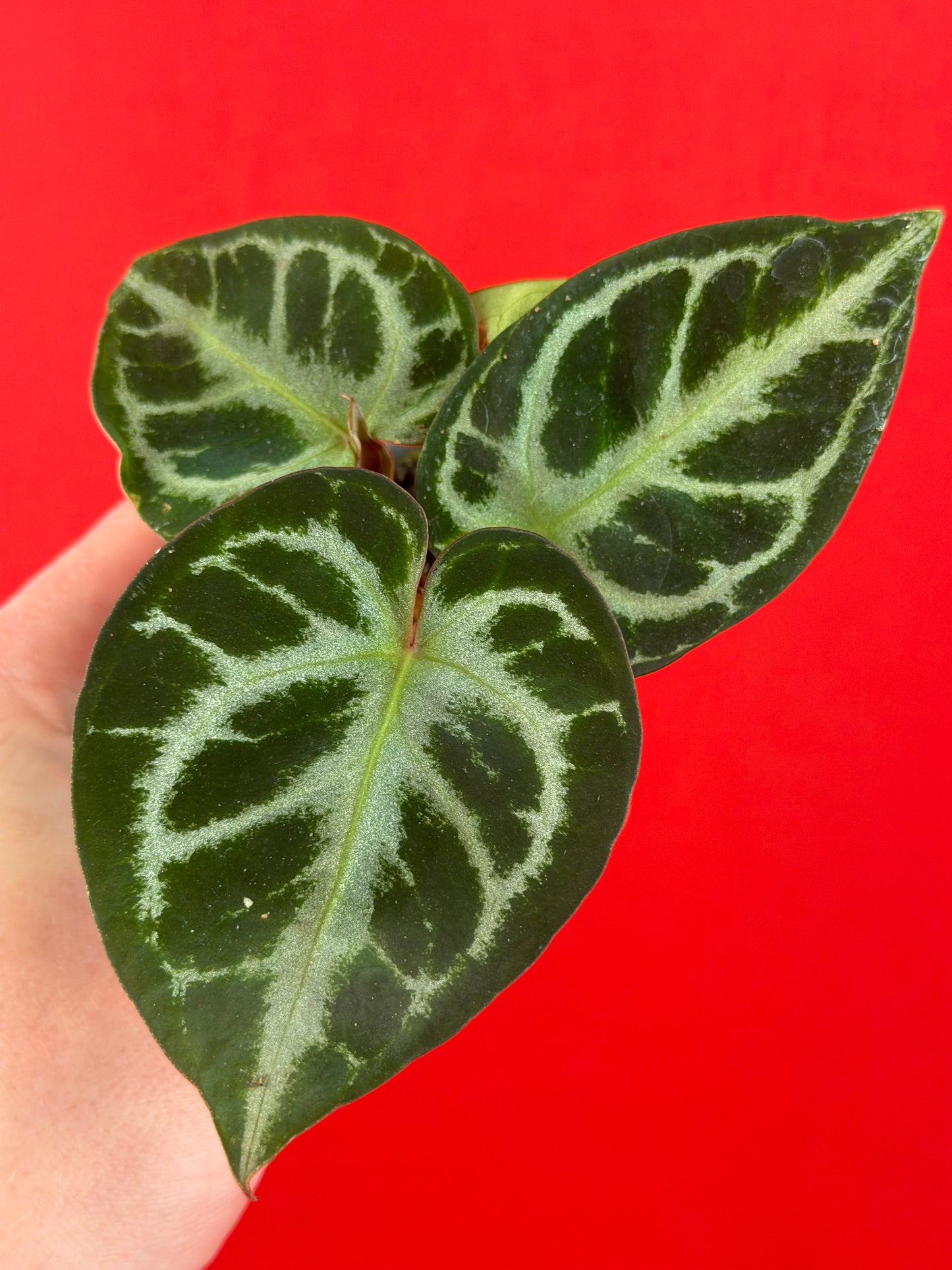 Anthurium Silver Blush (s) - LUplnts