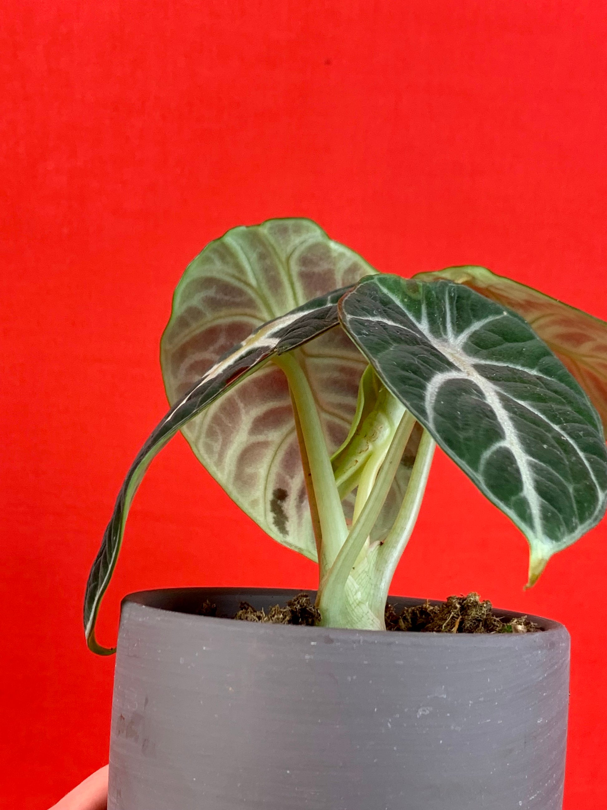 Alocasia Ninja (incl. pot) - LUplnts