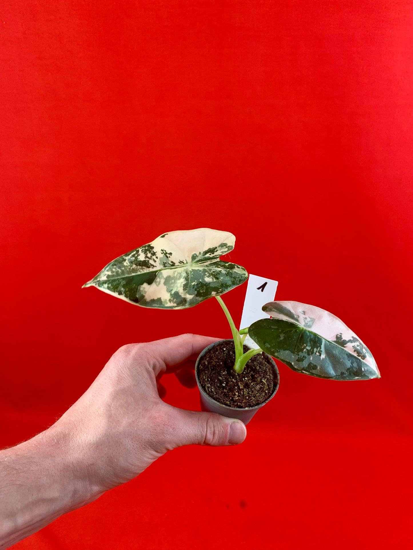 Alocasia micholitziana 'Frydek Variegata' (s) - LUplnts