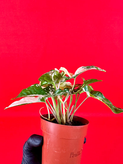 Syngonium podophyllum variegata