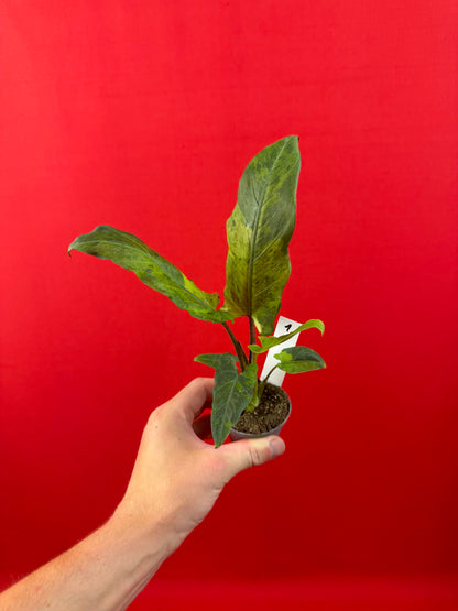 Alocasia lauterbachiana 'Variegata' (s)
