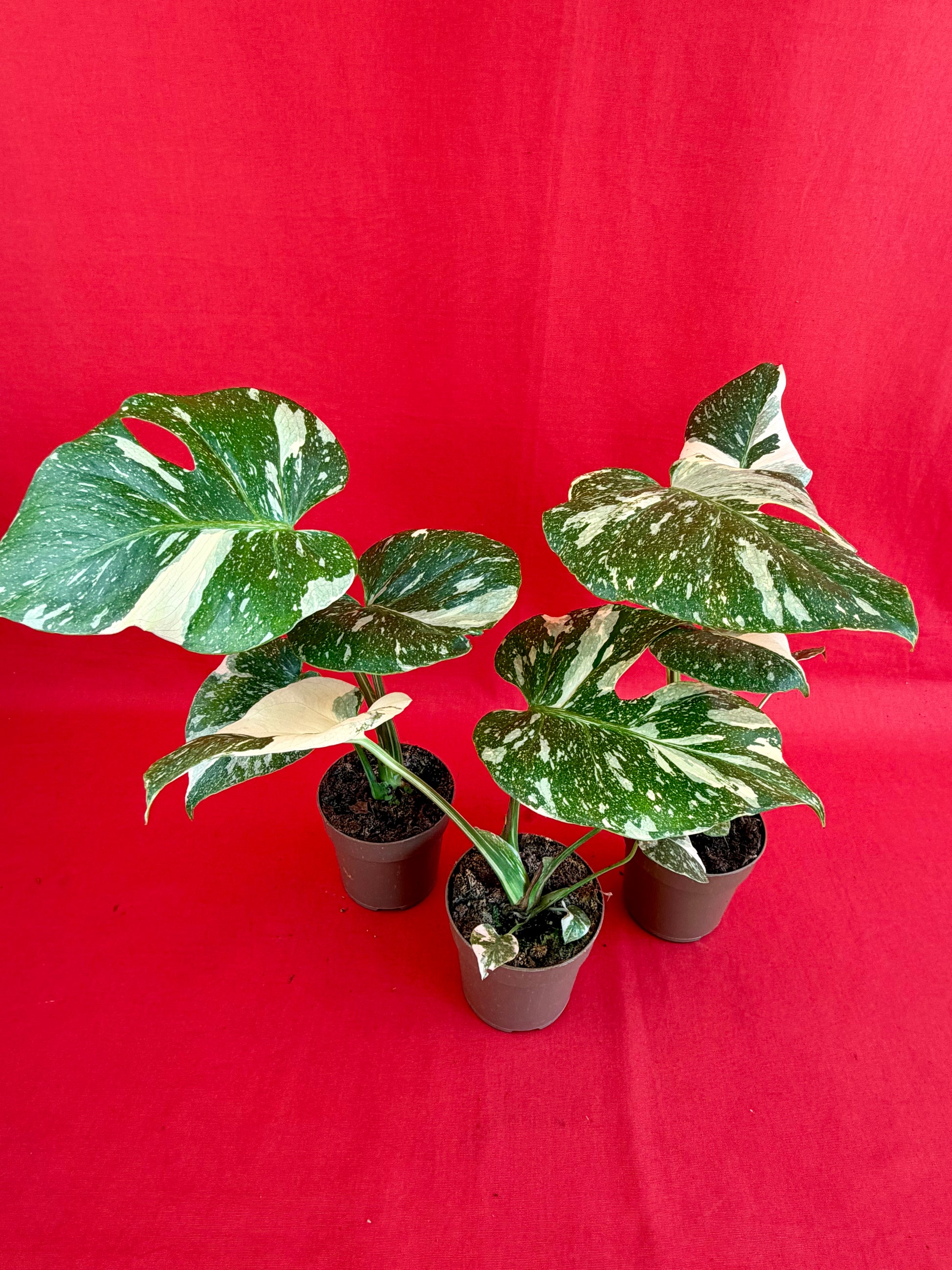 Monstera Thai Constellation - LUplnts