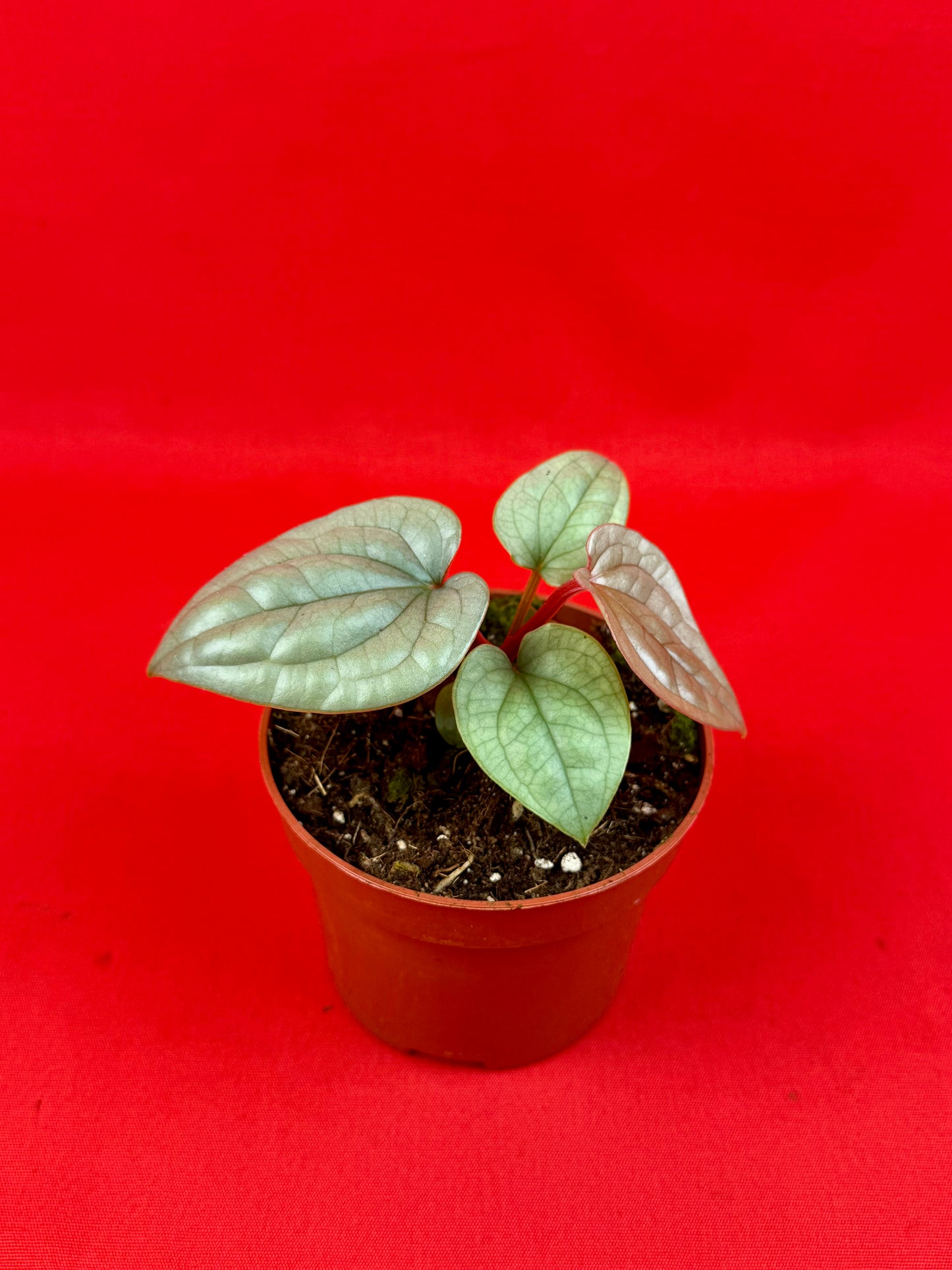 Anthurium Luxurians