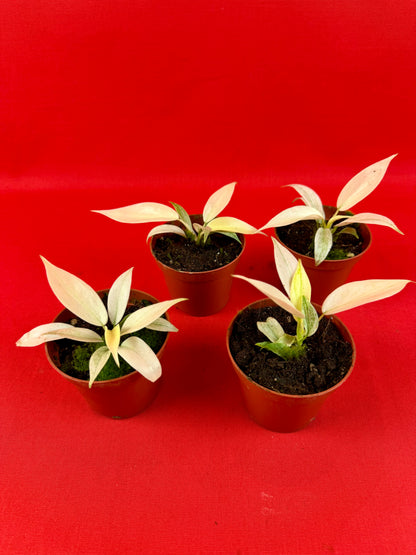 Philodendron Florida Ghost