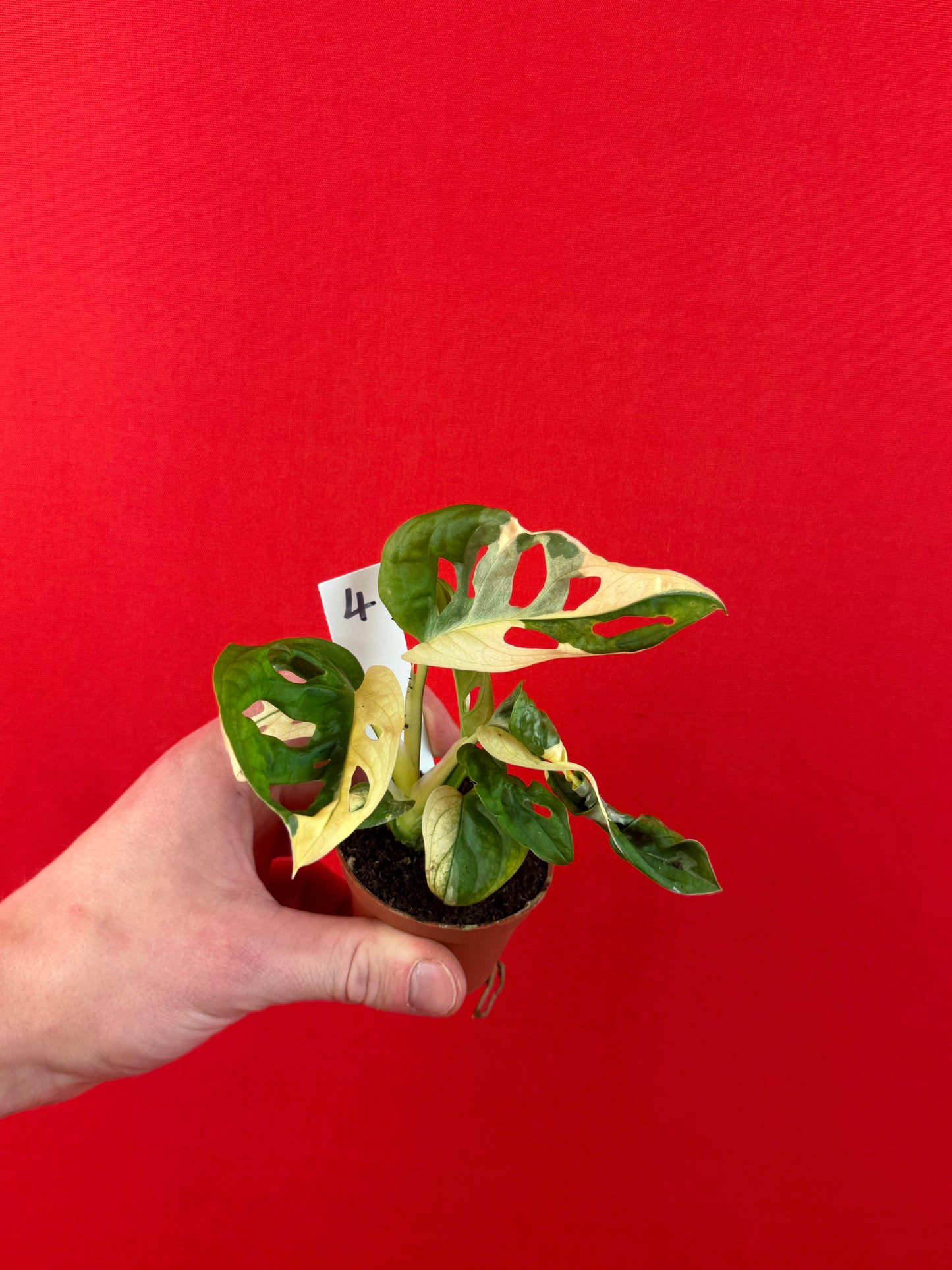 Monstera Adansonii Variegata (s) - LUplnts