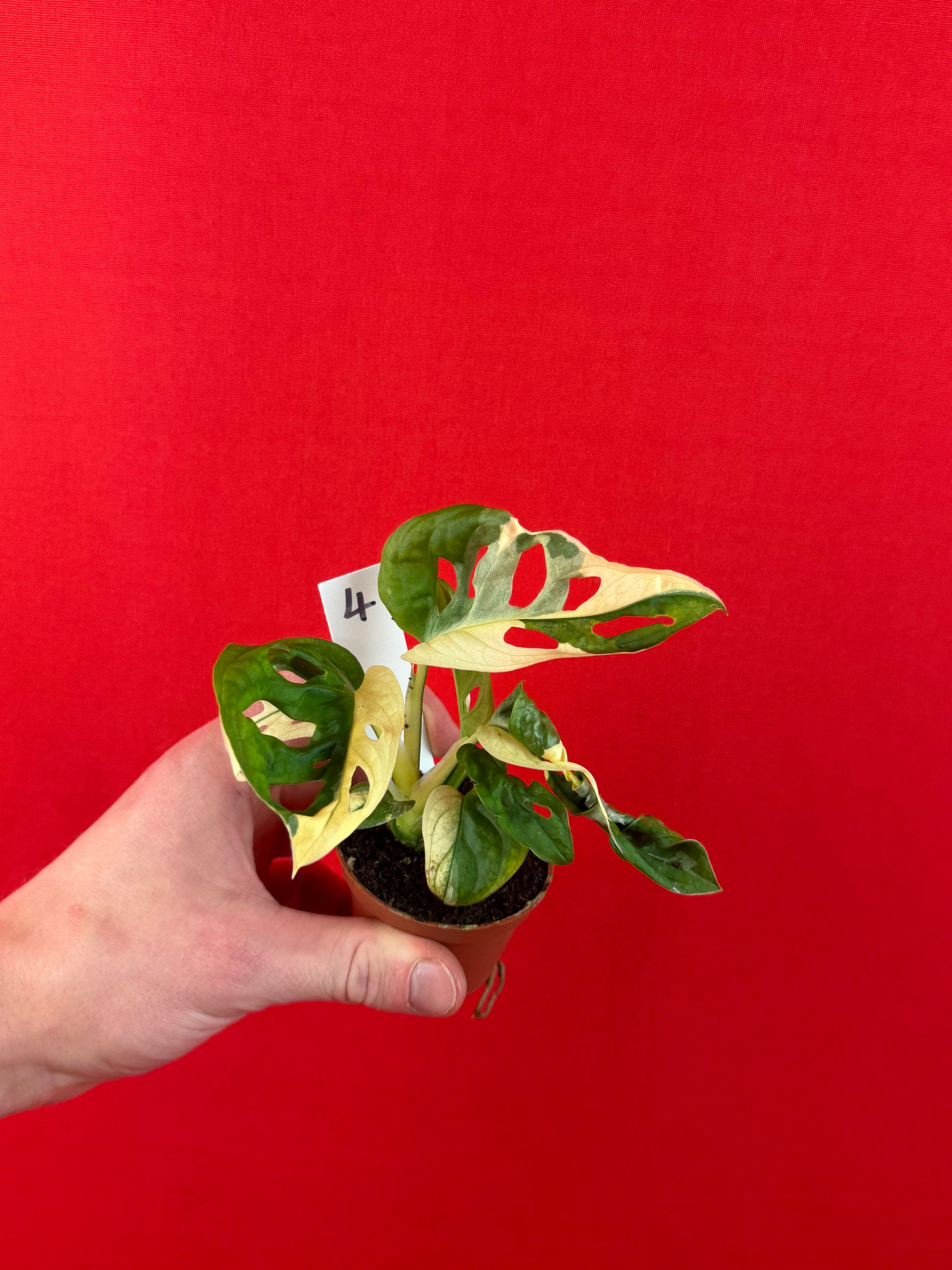 Monstera Adansonii Variegata (s) - LUplnts