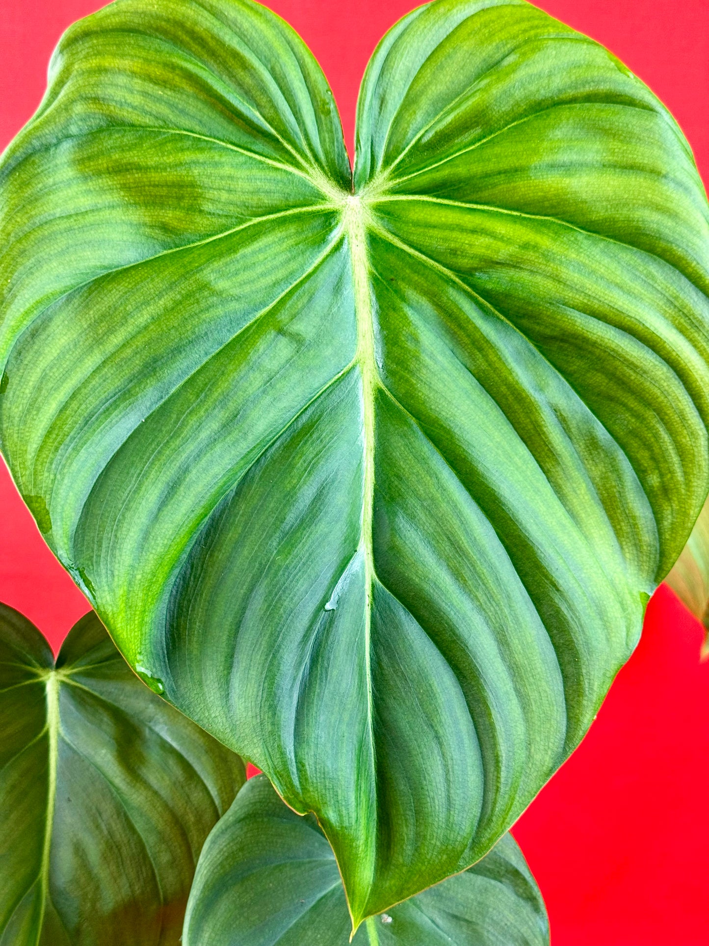 Philodendron Pastazanum