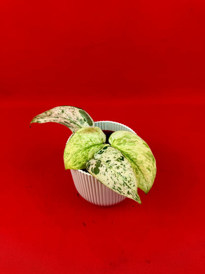 Scindapsus ‘Jade Satin Marble‘