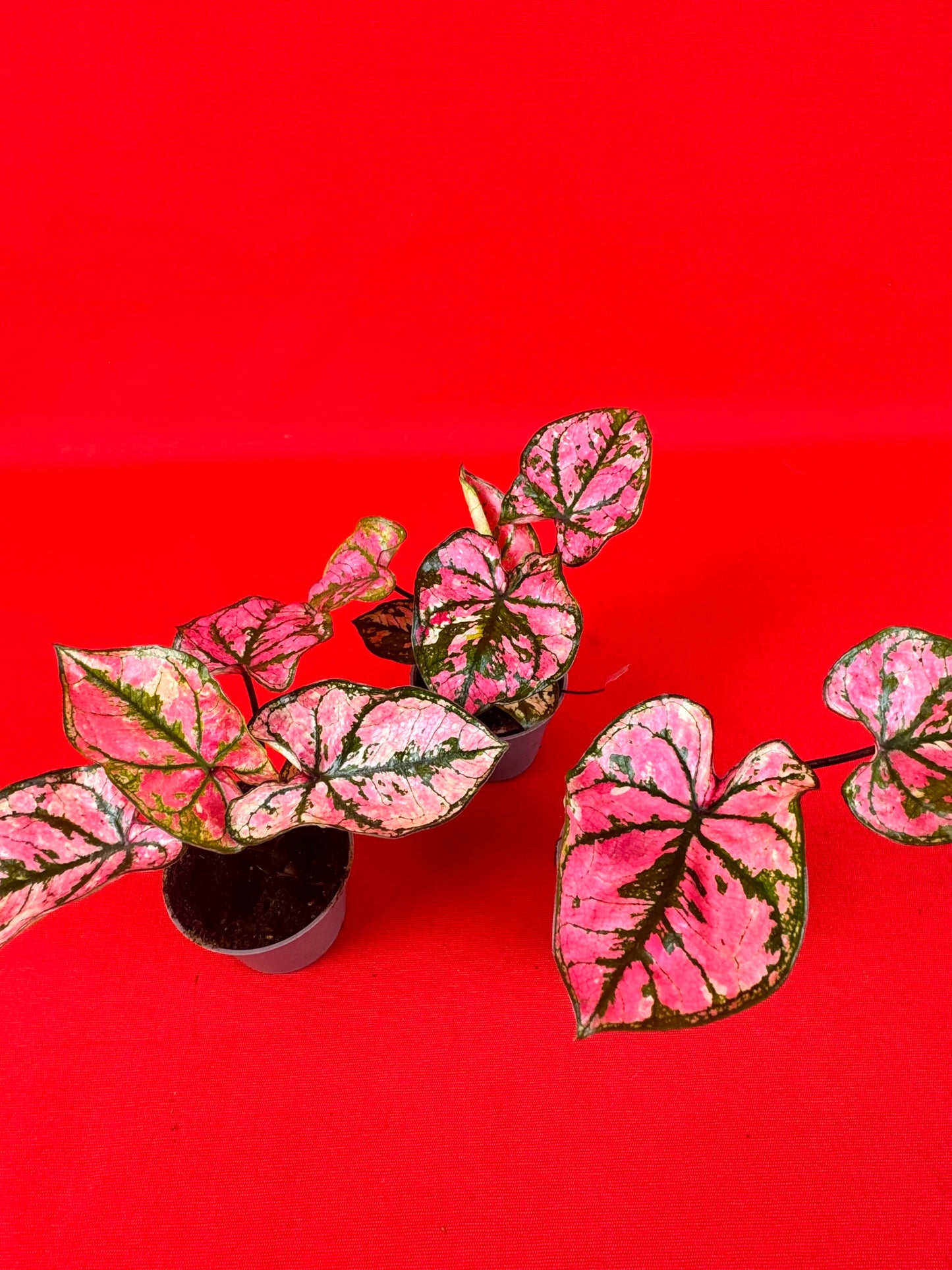 Caladium Purple Light (s)