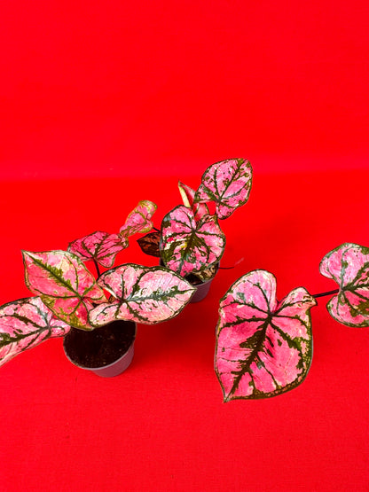 Caladium Purple Light (s)