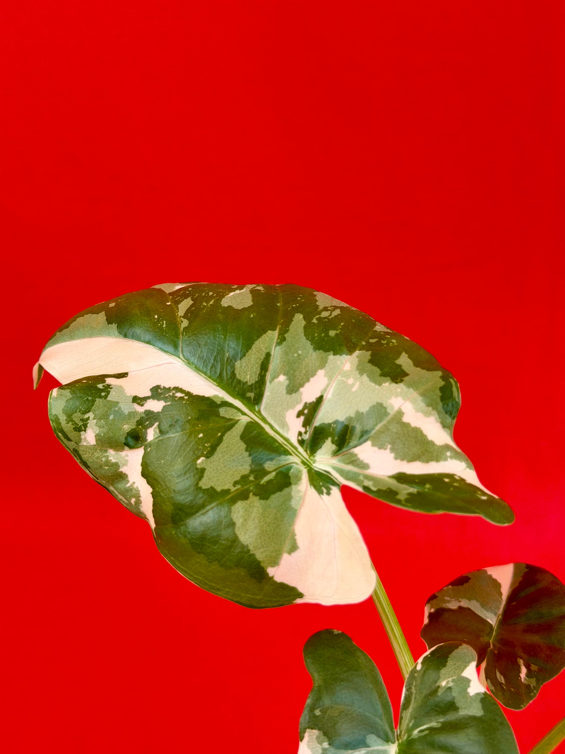 Alocasia Macrorrhiza Variegata - LUplnts