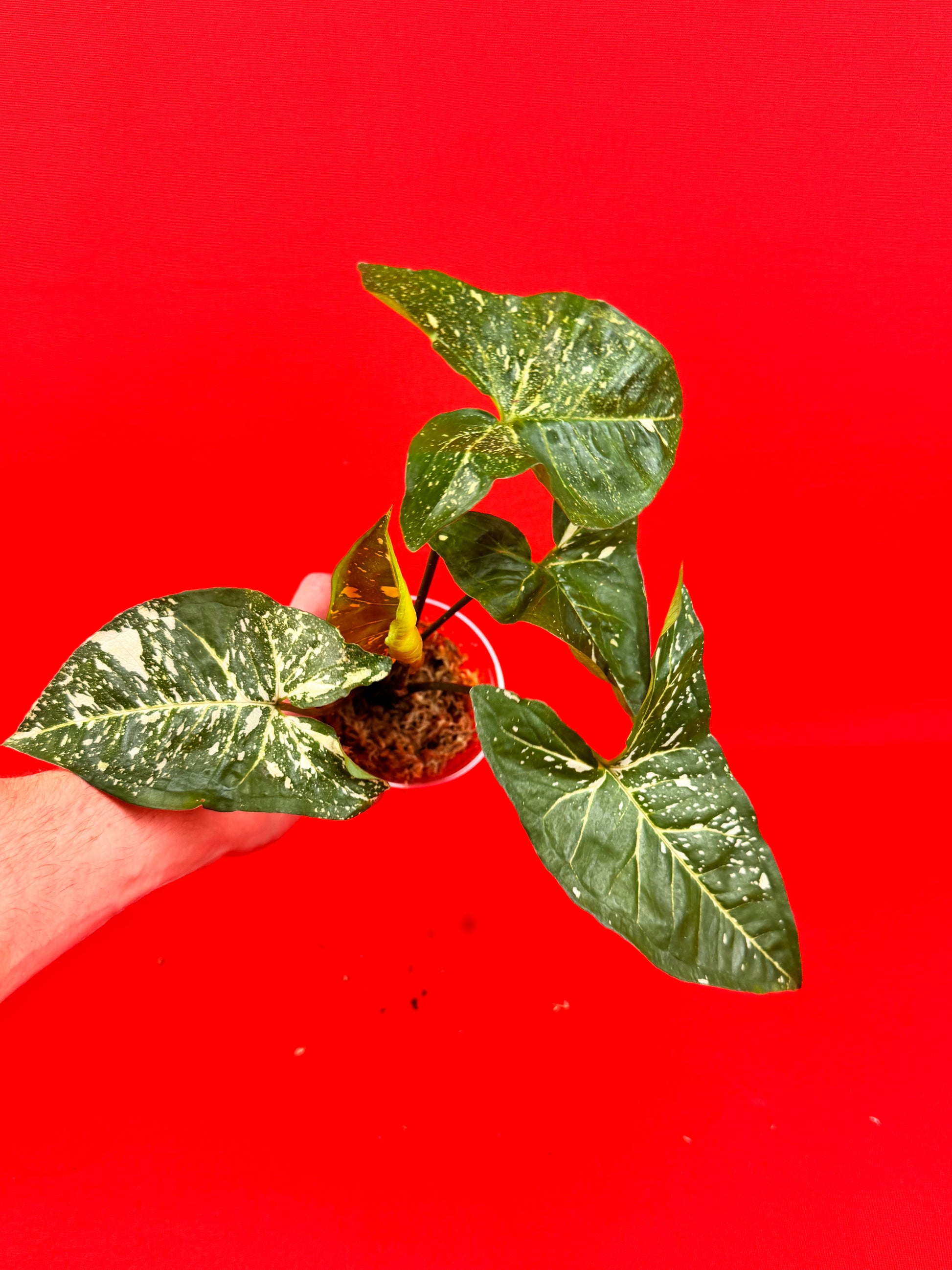 Syngonium Panda - LUplnts