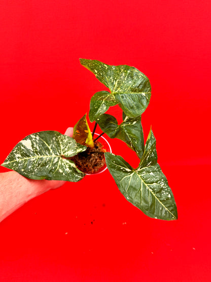 Syngonium Panda - LUplnts