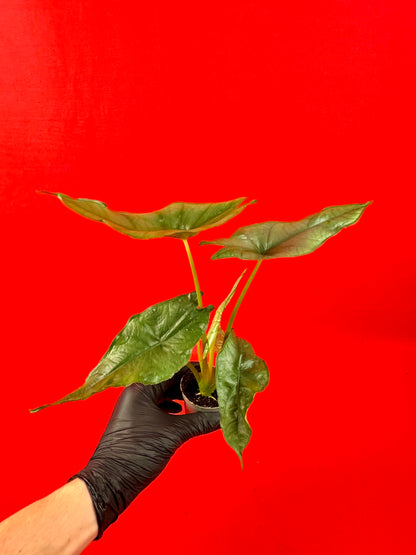 Alocasia heterophylla Dragons Breath (s)