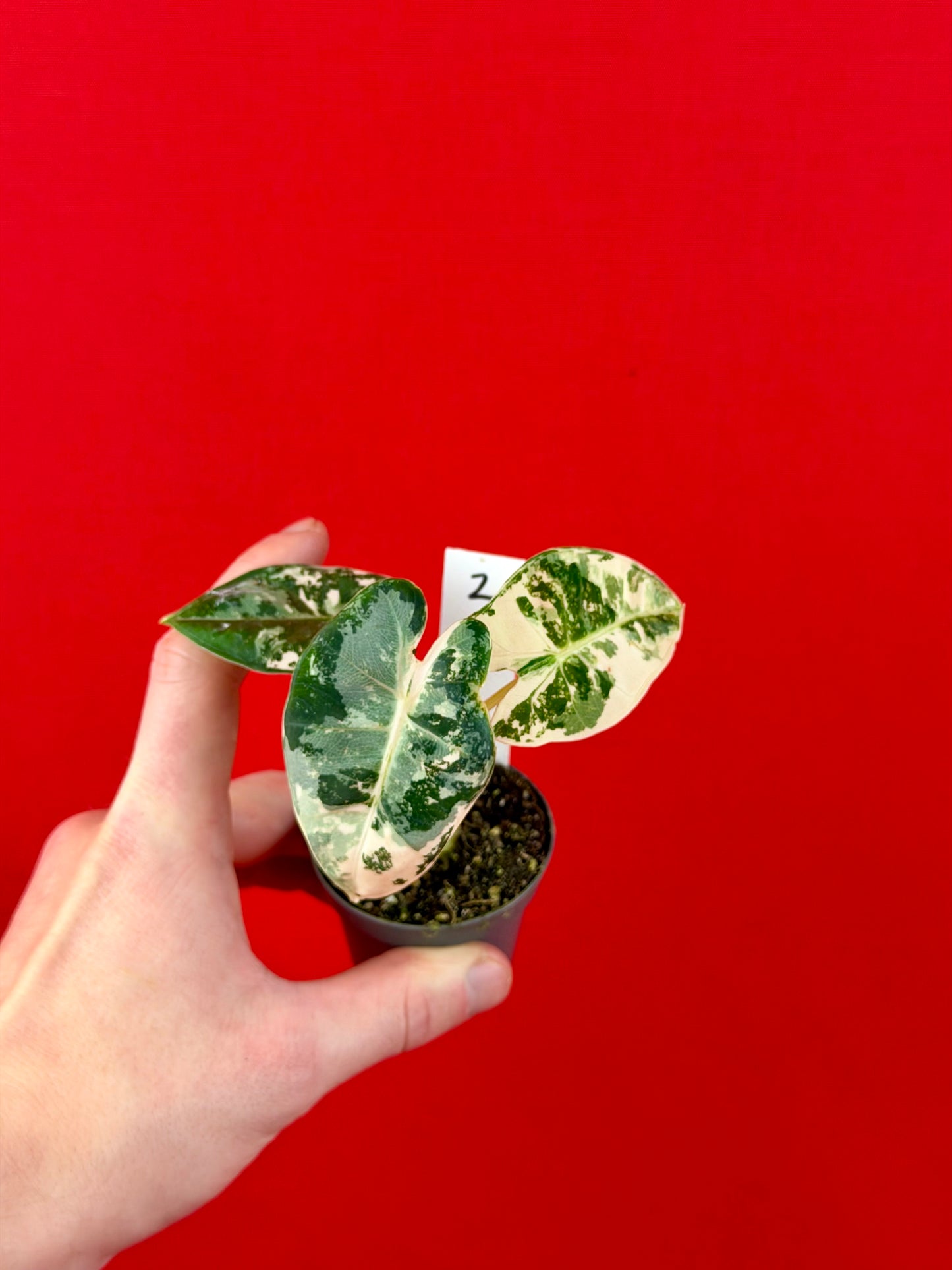 Alocasia micholitziana 'Frydek Variegata' (s)