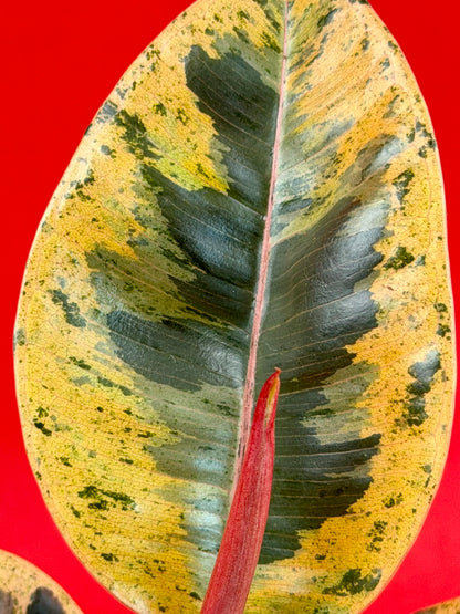 Ficus elastica Shivereana - LUplnts