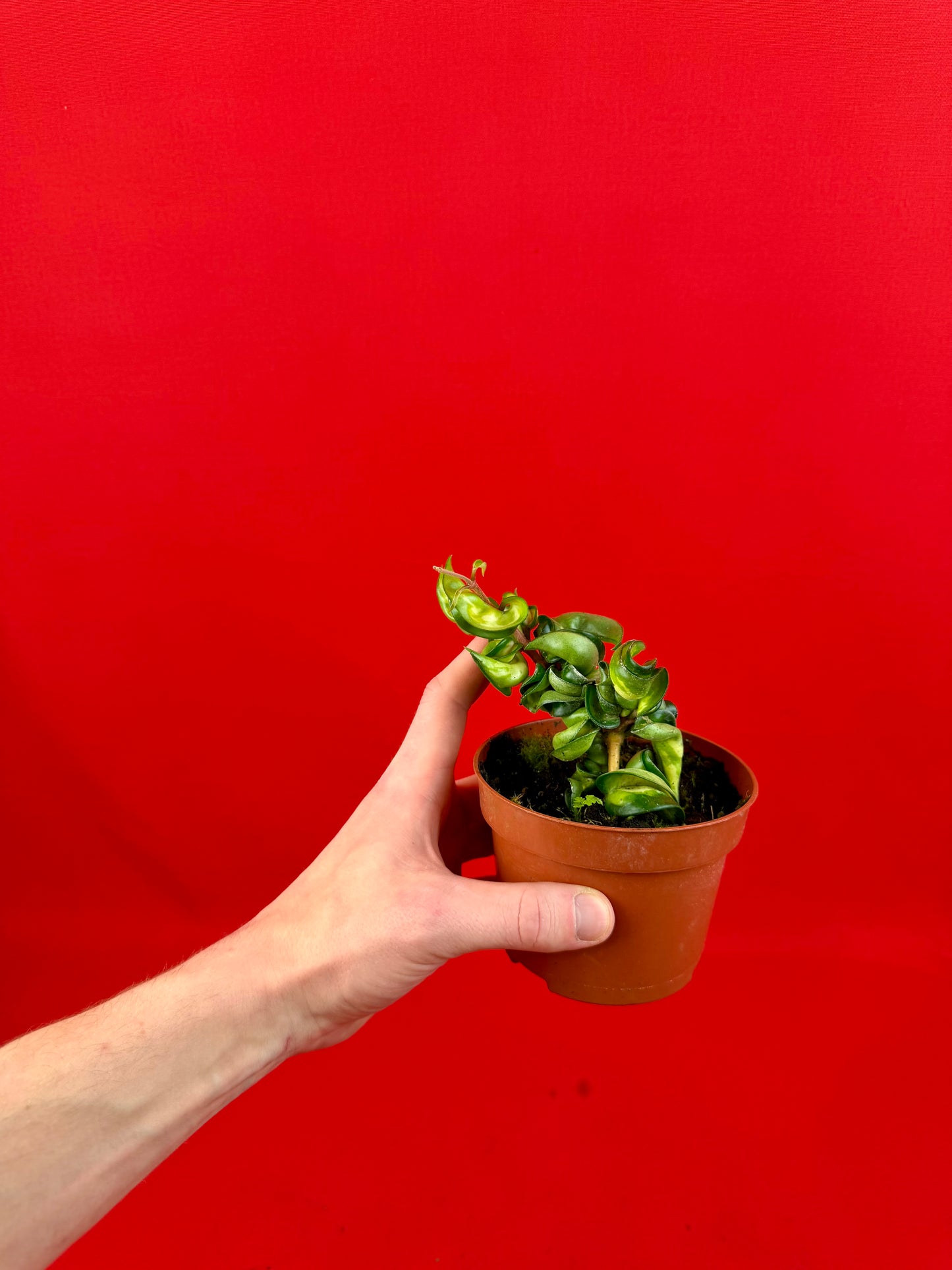 Hoya Carnosa ‘Compacta Mauna Loa‘