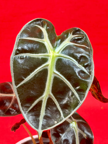 Alocasia 'Balloon Heart' (s)