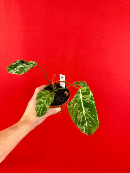 Philodendron Gloriosum ‘Snow Leopard’