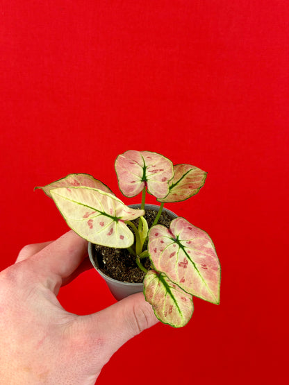 Caladium Bundle (s) - LUplnts