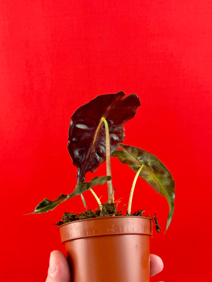 Alocasia Venom