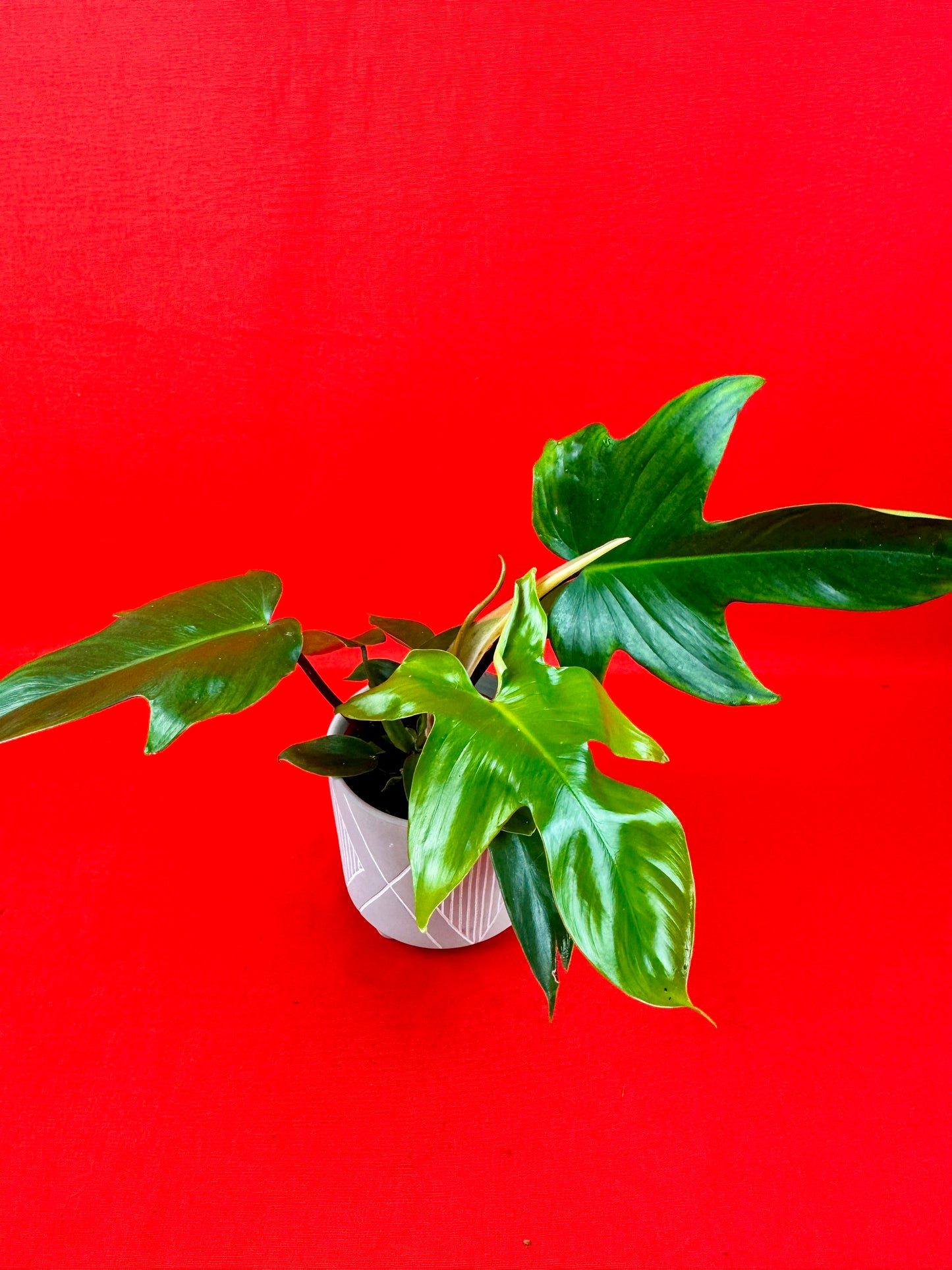 Philodendron Florida Green