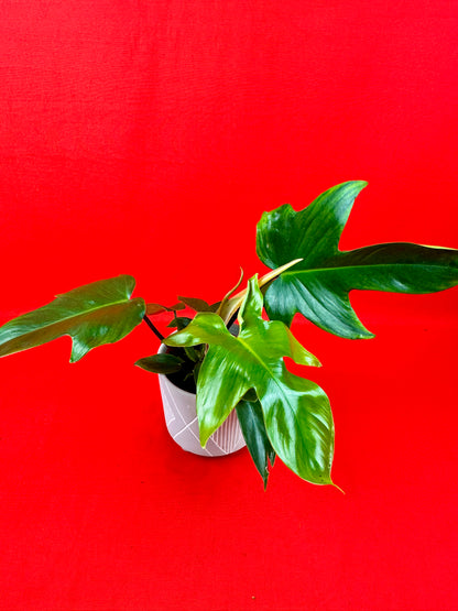 Philodendron Florida Green