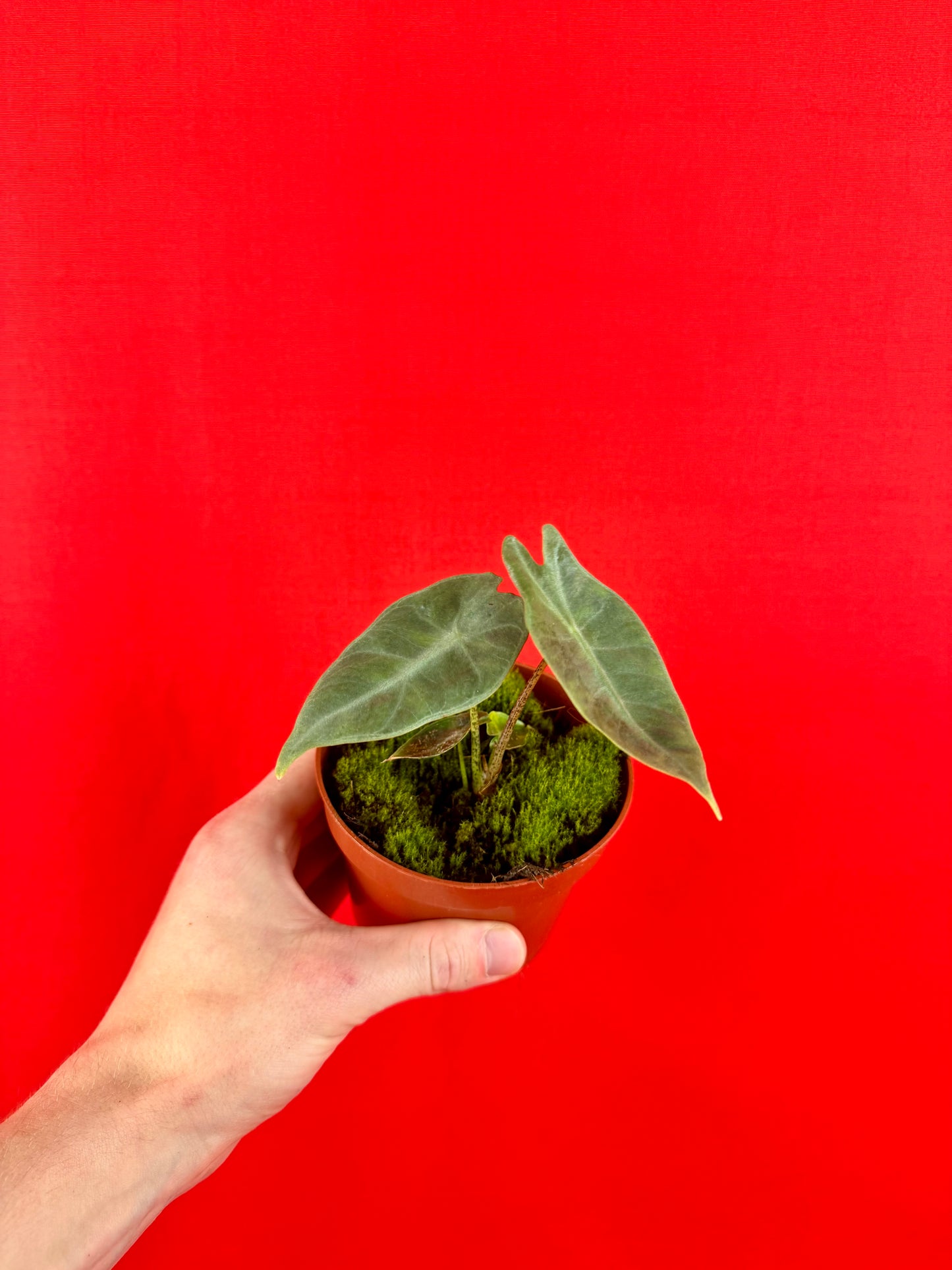 Alocasia longiloba SILVER