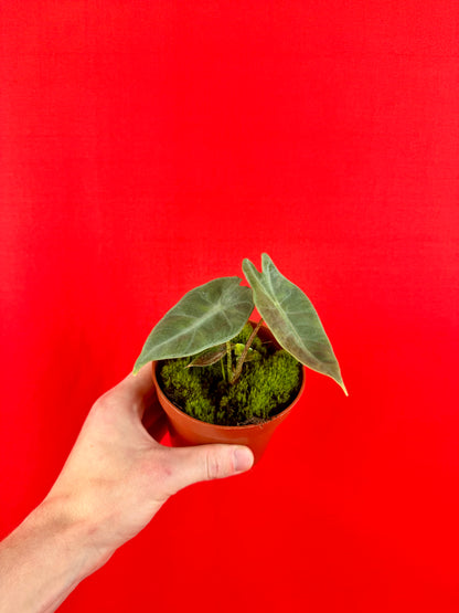 Alocasia longiloba SILVER