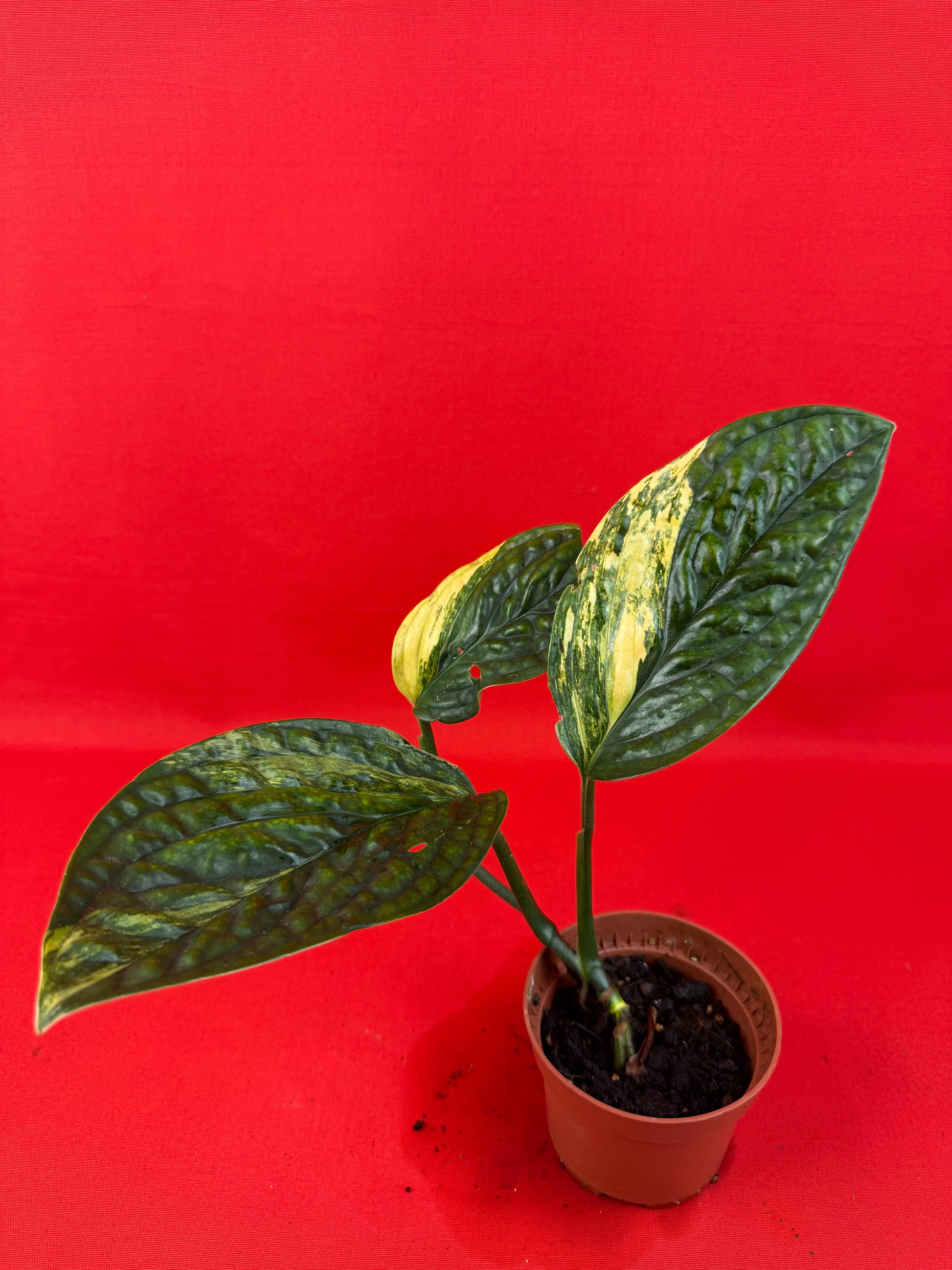 Monstera Peru Variegata - LUplnts