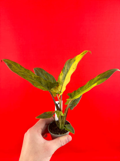 Alocasia lauterbachiana 'Variegata' (s)