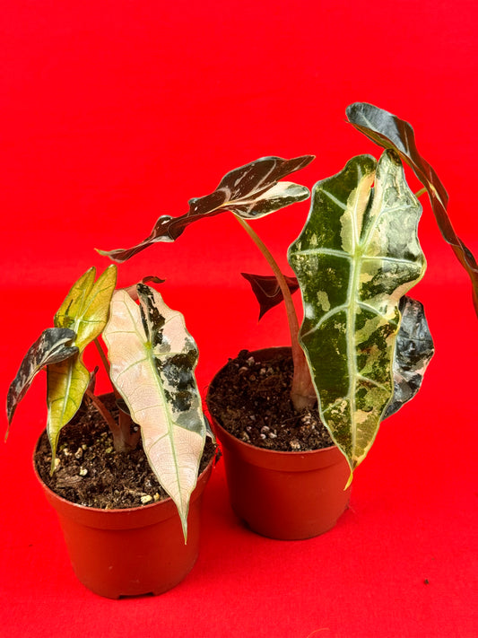 Alocasia Polly variegata
